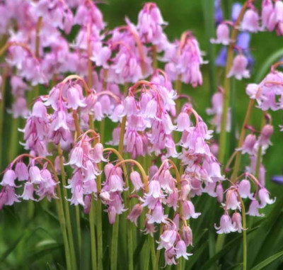 Сцилла Роуз (10шт) 7