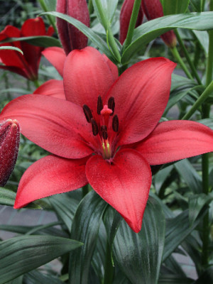 Лилия Абразо (1шт) 6528