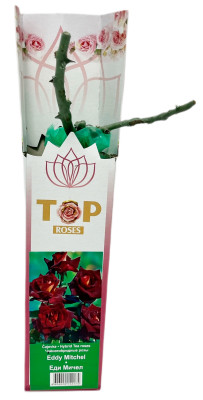 Чайногибридная роза ЕДИ МИЧЕЛ EDDY MITCHEL (2)