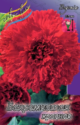 Бегония Бахромчатая Красная (1шт) 2726