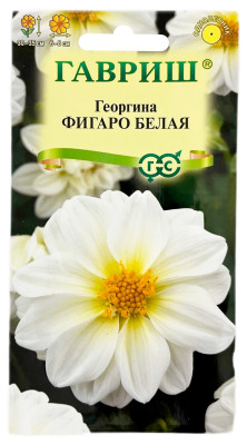 Георгина ФИГАРО БЕЛАЯ ГАВРИШ