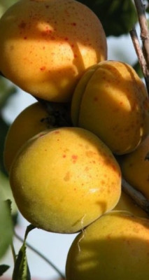 Абрикос Хабаровский Абрикос Хабаровский