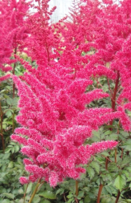 Астильба Майти Ред Куин (в упаковке 2шт) цена за 2шт