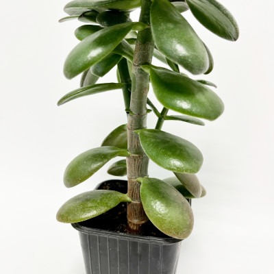 Толстянка Денежное дерево Крассула саженцы