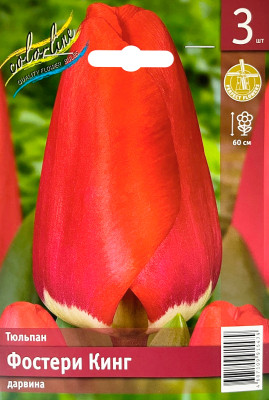 Тюльпан Фостери Кинг