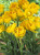 Тюльпан Голден Чирс (1шт) 43 Тюльпан Голден Чирс (1шт) 43