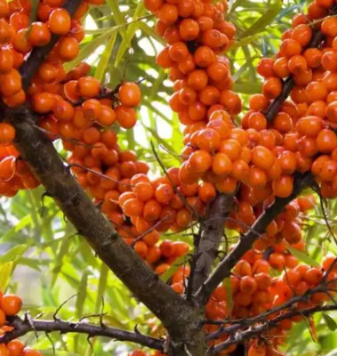 Облепиха Алей (опылитель)