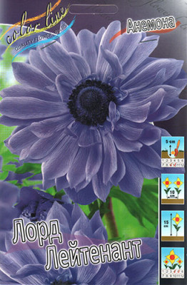 Анемона Лорд Лейтенант (15шт) 36