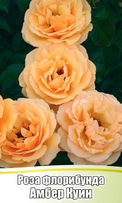 Роза Амбер Куин флорибунда