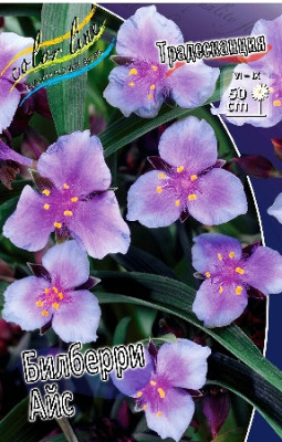 Традесканция Билберри Айс (1шт) 1853