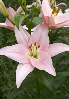 Лилия Пигалль (1шт) 3842