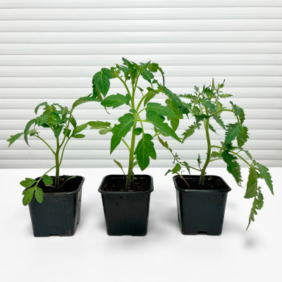 Рассада Томатов Рассада Томатов