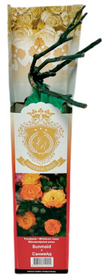 Миниатюрные розы САНМЕЙД SUNMAID (2)