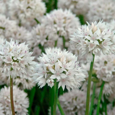 Лук декор. Грейсфул Бьюти (5)