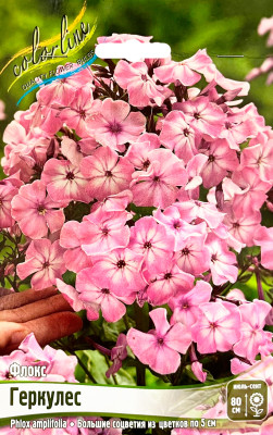 Флокс Геркулес (2шт)