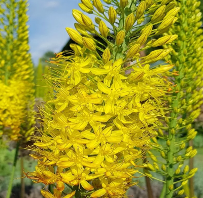 Эремурус (ширяш) Бунгеи (1шт)