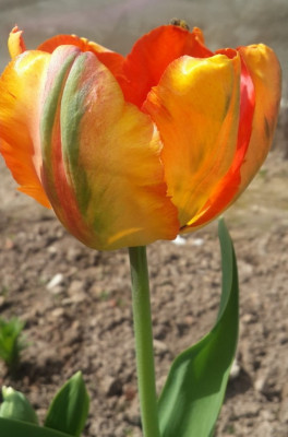 Тюльпан Онедин попугайный (1шт) (5)