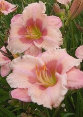 Лилейник Джанис Браун (1шт)