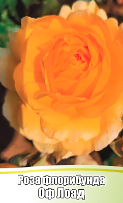 Роза Оф Лоад флорибунда