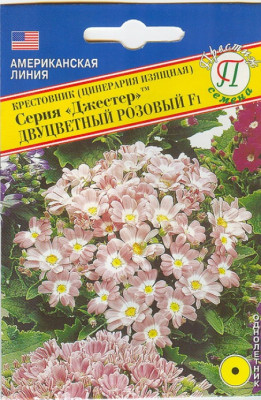 Крестовник Джестер Двуцветный Розовый 5 шт США