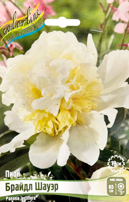 Пион Брайдл Шауэр (1шт)
