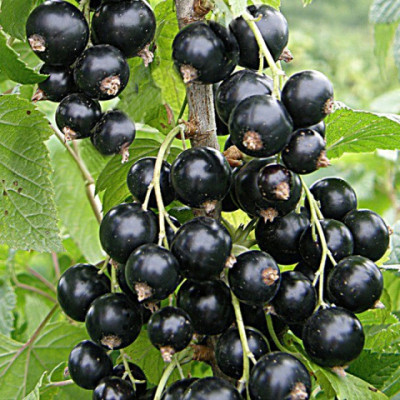 Смородина черная Журавушка 00-00007313