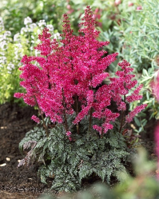 Астильба Мулен Руж (1шт) 86