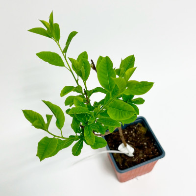 Экзохорда Лотус Мун