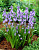 Гиацинтоидес (Сцилла) (10шт) Синий 6595