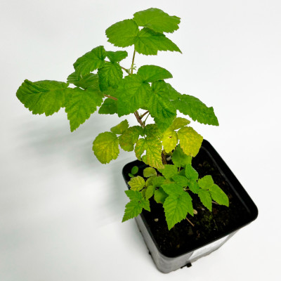 Малина Оттава C1 (3)