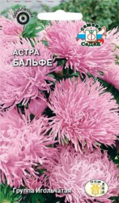 Астра Бальфе (игольчатая, нежно-сиреневая)