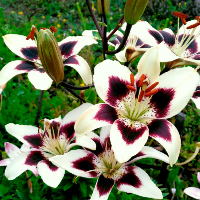 Лилия Патриция Прайд (1шт)