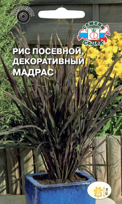 Рис посевной Мадрас