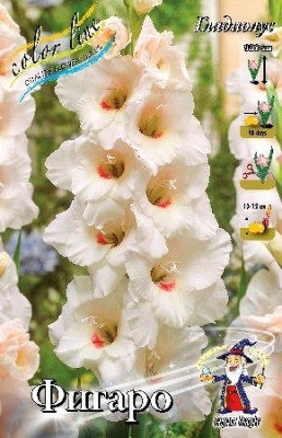 Гладиолус Фигаро (1шт) G-007