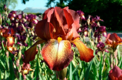 Ирис Германский Римфайзер (1шт)