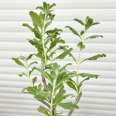 Перовския Сильвери Блю (3)