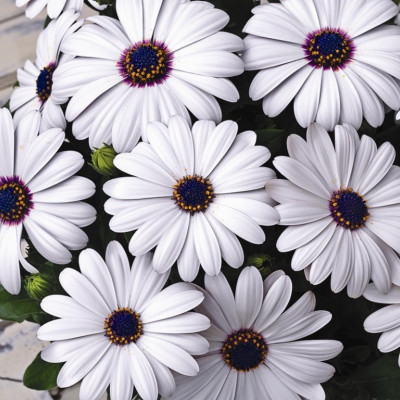 Остеоспермум Аккорд (белый) 0,1г