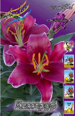 Лилия Кисспруф (1шт) 253