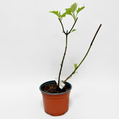 Гортензия Сноуфлейк