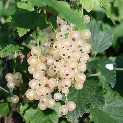 Смородина Белая Беляна 00-00013025