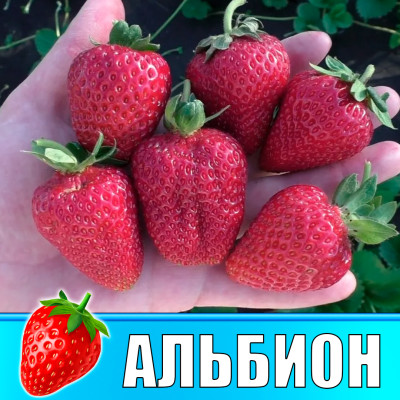 Земляника (Клубника) Альбион в стаканчике