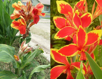 Канна Стриата (2шт) 6934