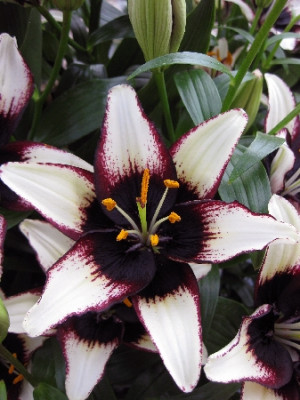 Лилия Блек Аут (1шт) 172