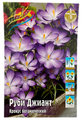 Крокус Руби Джиант (Crocus Ruby Giant tommasinianus)