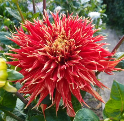 Георгин Шоу Енд Телл 1шт