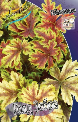 Гейхерелла Голд Зебра (1шт)