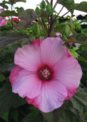 Гибискус Смолл Уандерс (1шт) 4728