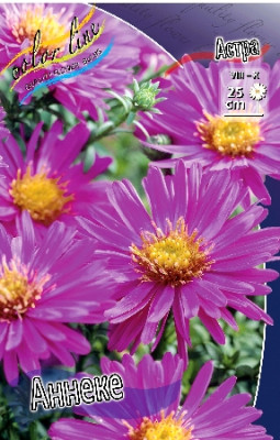 Астра Аннеке (1шт) саженцы