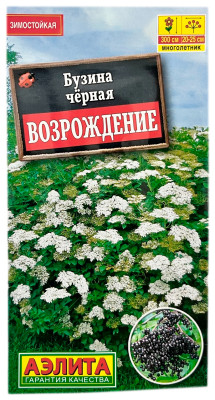 Бузина ЧЁРНАЯ ВОЗРОЖДЕНИЕ АЭЛИТА