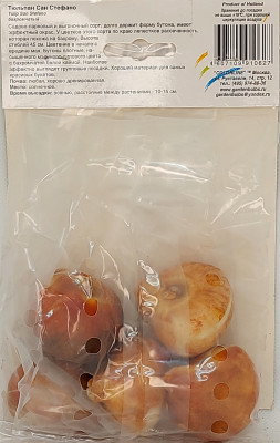 Тюльпан Сан Стефано (1шт)